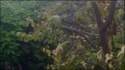 Dans quel pays pouvez-vous utiliser le billet vert ?