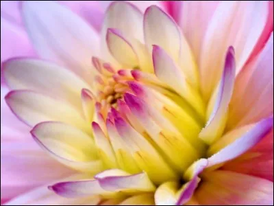 Mélange d'épices indiennes :