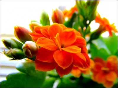 Mammifère carnivore de la famille des Félidés :