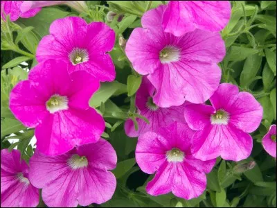 Boisson alcoolisée japonaise :