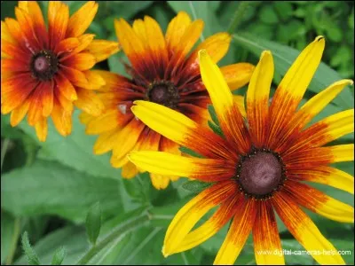 Calme, décontracté :