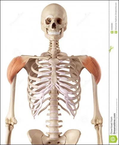 Combien y a-t-il de faisceaux dans le muscle deltoïde ?