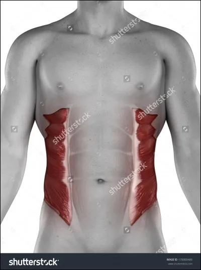 L'oblique interne fait partie des...