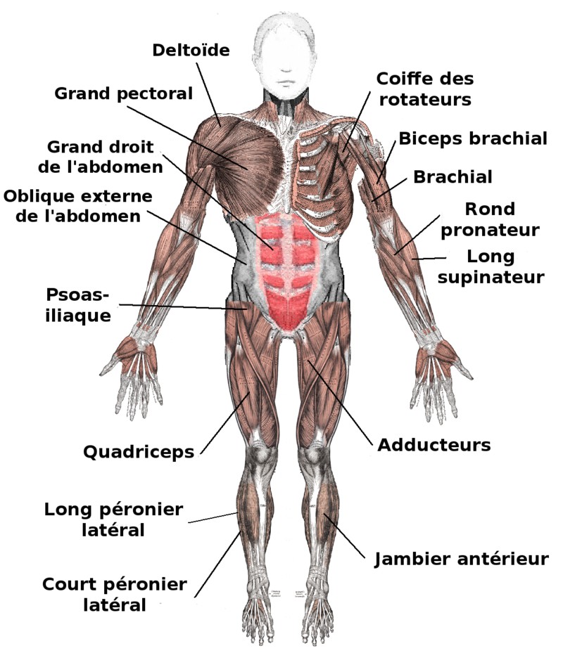 QUIZ] Os, muscles, organes,… Connaissez-vous bien le corps humain ? 