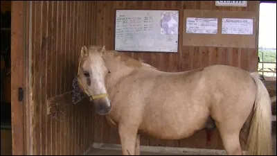 Quelle est la robe qui correspond à cette photo ?