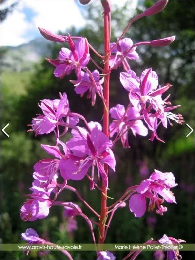 Sous quel autre nom conna&icirc;t-on l'&eacute;pilobe ?