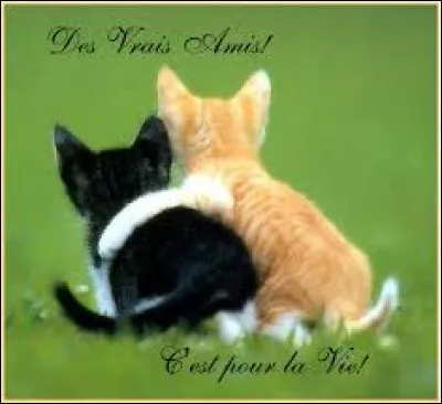 Qui a dit : "Il n'y a pas de plaisir comparable à celui de rencontrer un vieil ami, Excepté peut-être celui d'en faire un nouveau" ?