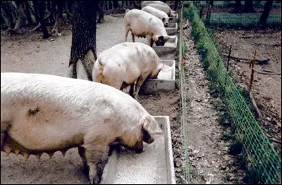 Si je vous dis : « On y mange comme des cochons », vous répondez :