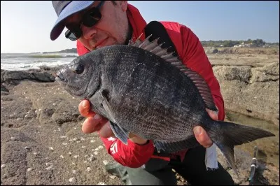 Astuce 3. Vous passez vos vacances à Port-Vendres, en Méditerranée, et on vous a indiqué un bon coin à sars tambours, comment allez-vous les pêcher ?