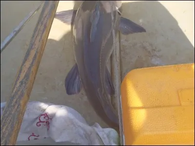 Astuce 7. Tout comme moi, vous avez l'opportunité de pêcher les rivières amazoniennes, quel appât allez-vous privilégier pour prendre de gros poissons chats ?