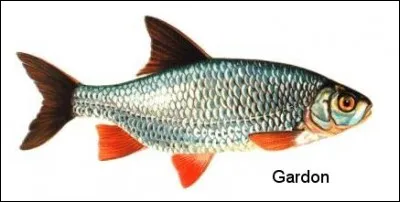 Astuce 9. Quelle amorce pouvez-vous utiliser pour pêcher le gardon ?