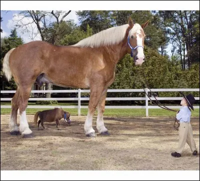 Comment se prénommait le cheval le plus haut du monde ?
(Ce n'est pas lui sur la photo)