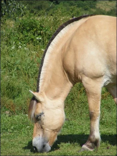 Comment appelle-t-on cette coupe de crinière (sur la photo) ?