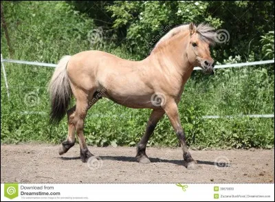 Comment s'appelle la race du cheval sur la photo ?