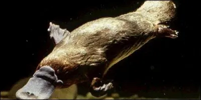 Quel est cet animal ?