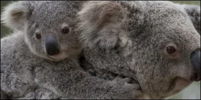 Au bout de combien de temps le bébé koala sort-il pour se promener sur le dos maternel ?