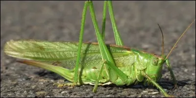 Comment s'appelle le son qu'émet la sauterelle lorsqu'elle frotte ses pattes contre ses ailes ?