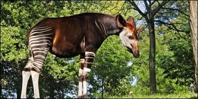 L'okapi fait partie de la famille des :