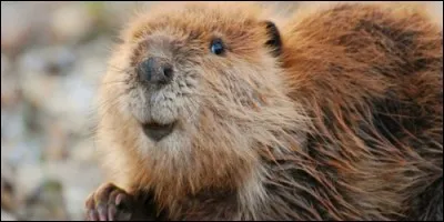 De quelle couleur sont les incisives d'un castor ?