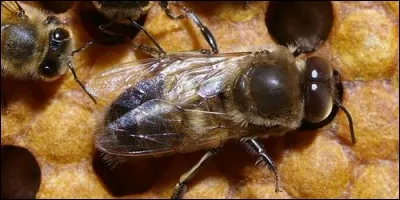 Comment appelle-t-on le mâle d'une reine des abeilles ?