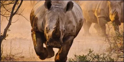 Combien de cornes le rhinocéros d'Asie a-t-il ?