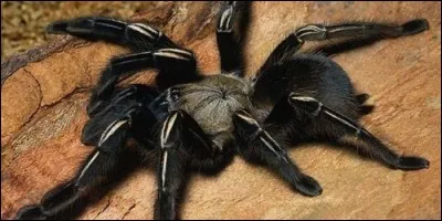 Laquelle de ces espèces n'est pas une araignée ?