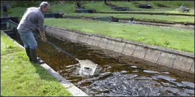 Qu'élève un pisciculteur ?