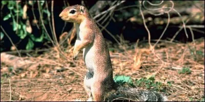 Le xérus est une espèce d'écureuil.