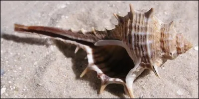 A quelle couleur correspond le murex ?