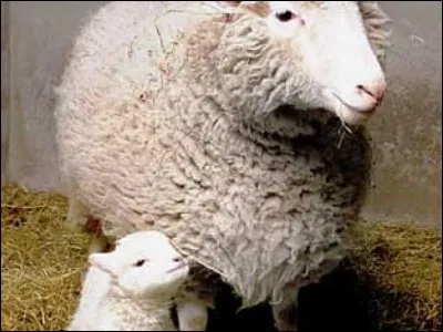 L'image représente :