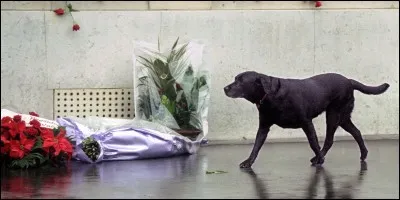 Le président de la question 3 avait donné à sa chienne un nom de mer (celle qui est la plus septentrionale). C'est aussi le titre d'une chanson.