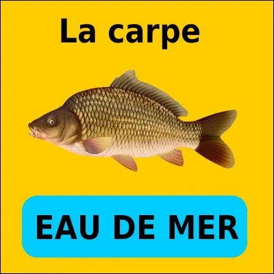 Quelle est la bonne réponse ?