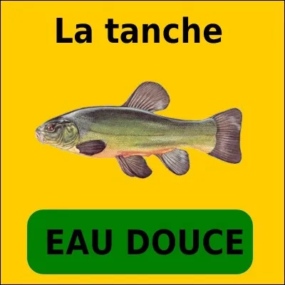 Quelle est la bonne réponse ?