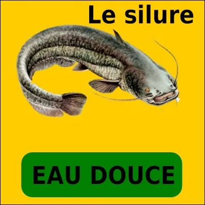 Quelle est la bonne réponse ?