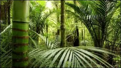 Staline, Mao, Rimbaud et Che Guevara sont cités dans'' Dans la jungle'' . Pour quelle personne prise en otage Renaud a-t-il chanté cette chanson ?