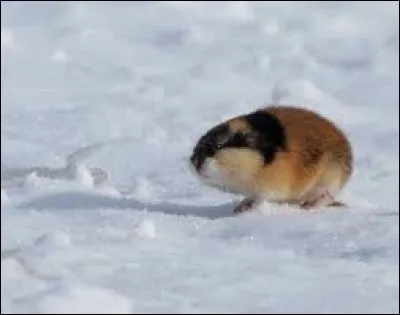 De quel préjugé populaire les lemmings sont-ils victimes ?