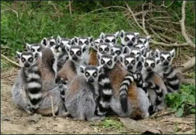 Combien de doigts ont les lémuriens à chaque patte ?