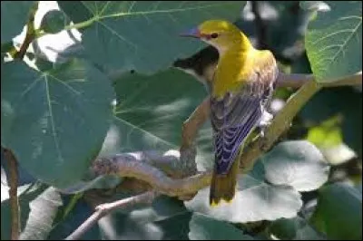 De quelle couleur est le pelage du loriot mâle ?