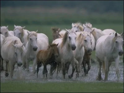 Dans quel département se trouve le delta du Rhône ?