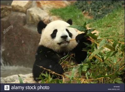 Le panda mange...