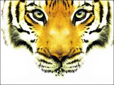 Le tigre sait...