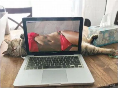 Il y a de l'idée ! et le résultat est amusant... d'autant plus que les chats... ?