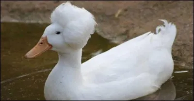 Mais que voilà un mignon petit canard, qui donne l'impression d'être passé sous "bigoudis-séchoir-brushing", pour se faire la tête de... ?