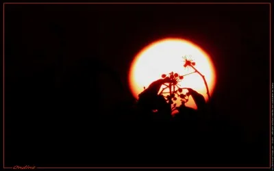 Les fruits et légumes qui poussent dans la nature poussent...
