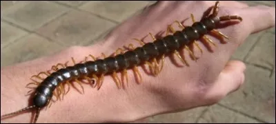 Combien le mille-pattes possède-t-il de pattes, au maximum ?