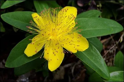 Quel est le nom de cette plante ?