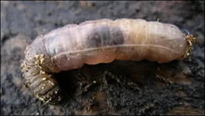De quel insecte les asticots sont-ils les larves ?