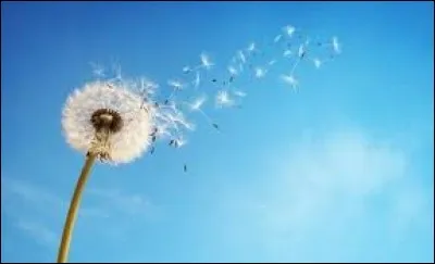 Qui est libre d'après une chanson d'Hervé Cristiani ?