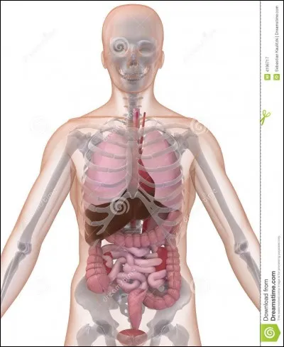 Sur le plan physique, à quoi sert la pratique du sport ?