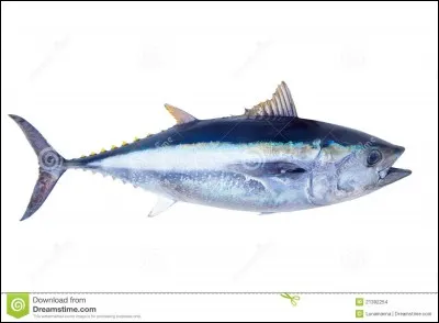 Combien de calories prenez-vous avec 100 g de thon?